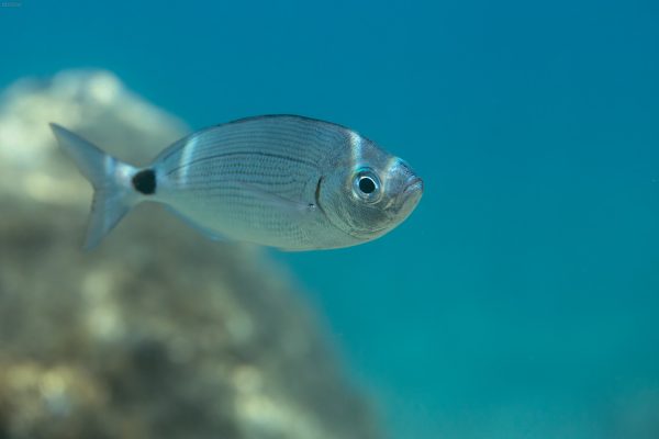 Saddled seabream (Oblada melanura), Adriatic See. Ušata.