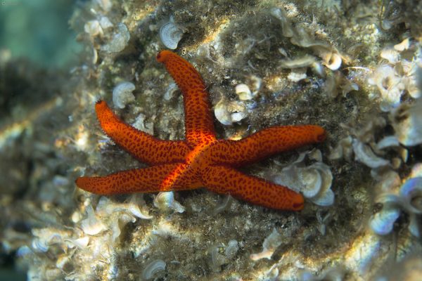 The Mediterranean red sea star (Echinaster sepositus), Adriatic See. Crvena zvjezdača.